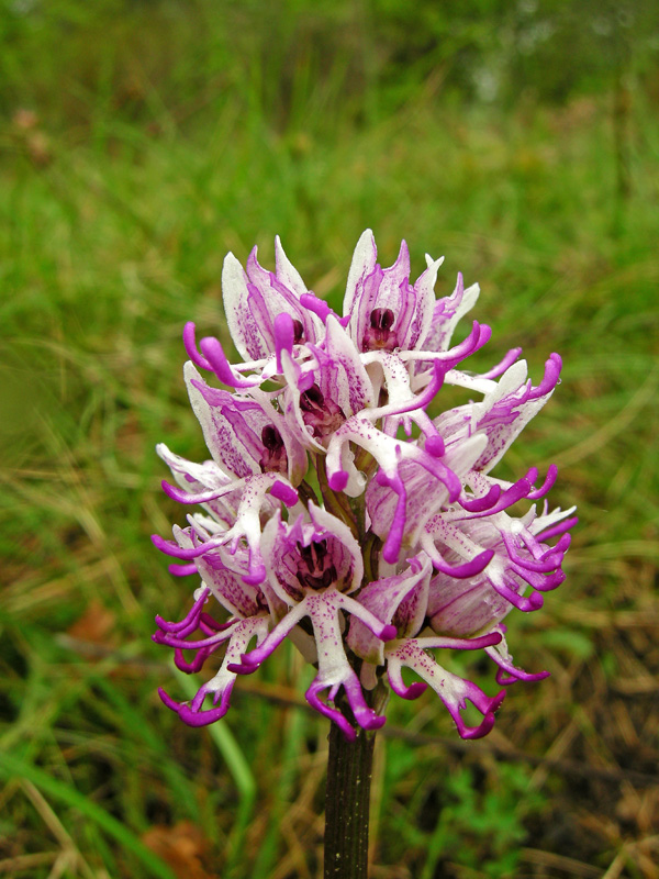 Orchidee del Chianti 2009